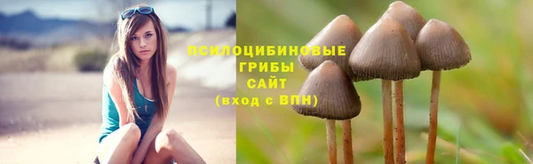 индика Новодвинск