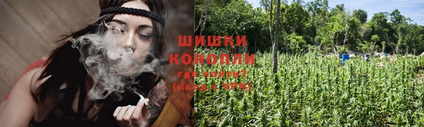 индика Новодвинск